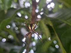 Argiope perforata