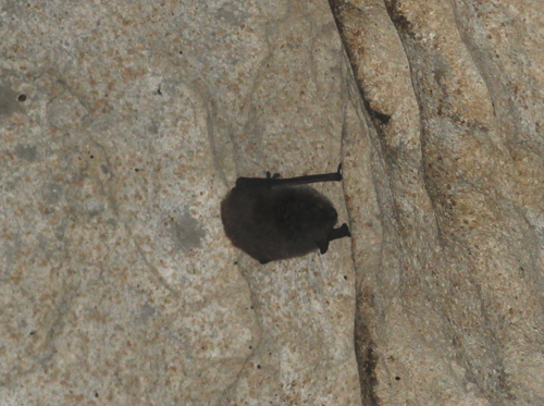 Myotis capaccinii