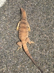 Varanus griseus griseus