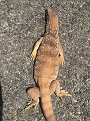 Varanus griseus griseus