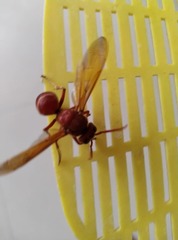 Vespa orientalis