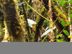 Cinnycerthia unirufa