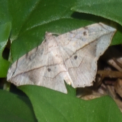 Chiasmia simplicilinea