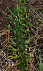 Austrocylindropuntia