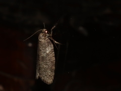 Lepidoscia euryptera