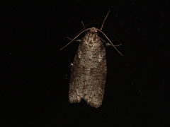 Lepidoscia euryptera