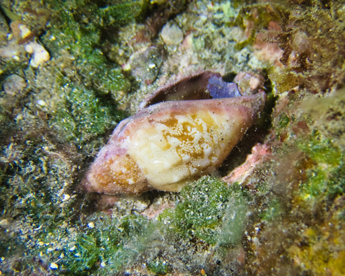 Strombus dentatus observed 2021-05-08