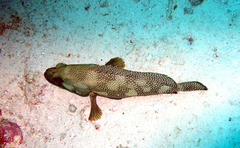Epinephelus ongus
