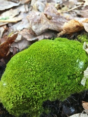 Dicranum flagellare