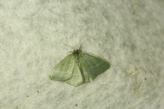 Chlorissa viridata