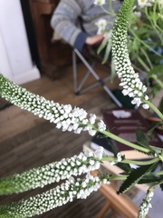 Angiospermae
