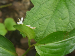 Commelina suffruticosa