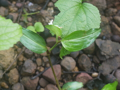 Commelina suffruticosa