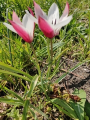Tulipa clusiana