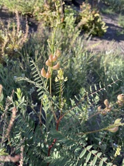 Astragalus oocarpus