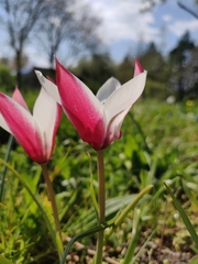 Tulipa clusiana