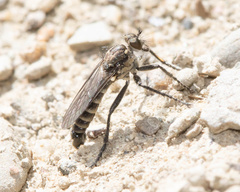Lasiopogon