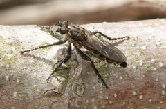 Lasiopogon