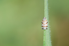 Tachycixius venustulus