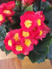 Begonia × hiemalis