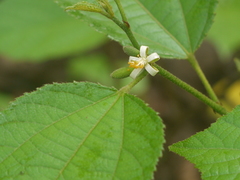 Grewia abutilifolia