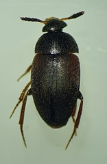 Sciodrepoides watsoni