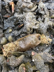 Scyliorhinus canicula