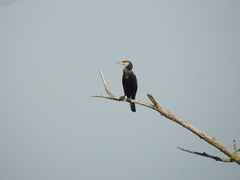 Phalacrocorax carbo