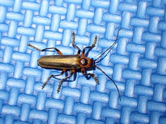 Lycocerus arisanensis