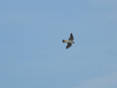 Falco peregrinus brookei