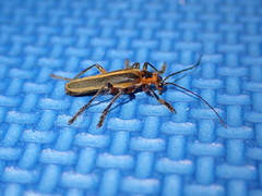 Lycocerus arisanensis