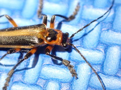 Lycocerus arisanensis