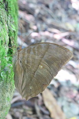 Zeuxidia amethystus amethystus