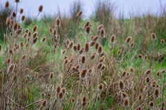 Dipsacus fullonum