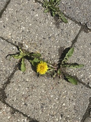 Taraxacum