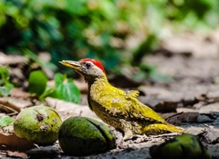 Picus xanthopygaeus
