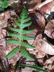 Phegopteris connectilis