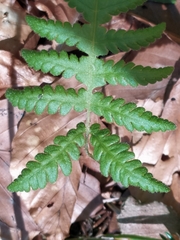 Phegopteris connectilis