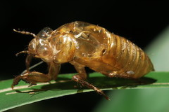 Cicadettinae