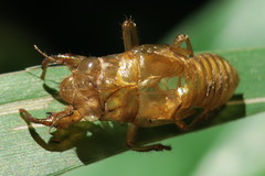 Cicadettinae