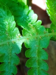 Phegopteris connectilis