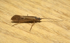 Limnephilus auricula