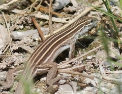 Aspidoscelis uniparens