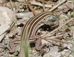 Aspidoscelis uniparens