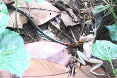 Dendrelaphis kopsteini