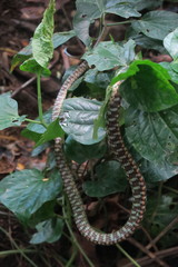 Dendrelaphis kopsteini