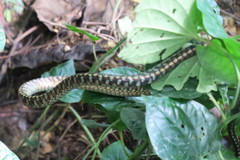 Dendrelaphis kopsteini