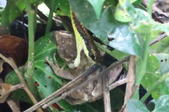 Dendrelaphis kopsteini