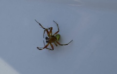 Araniella opisthographa