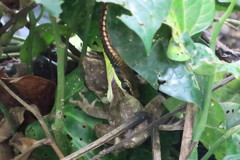 Dendrelaphis kopsteini
